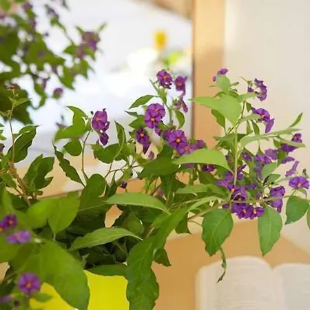 Lefka Apartament